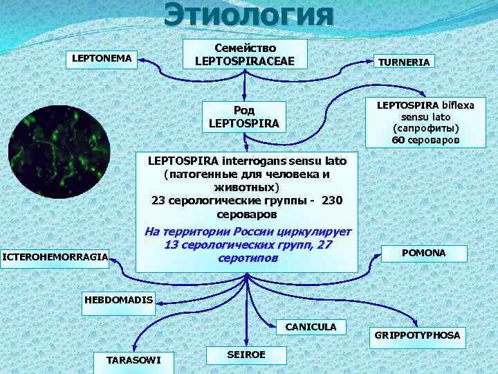 Лептоспироз патогенез. Лептоспироз патогенез схема. Систематика лептоспир. Лептоспироз этиология.