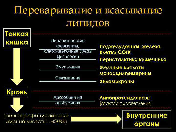 Переваривание и всасывание липидов Тонкая кишка Липолитические ферменты, слабо-щелочная среда Дисперсия Эмульгация Связывание Кровь