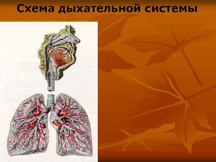 Схема дыхательной системы 