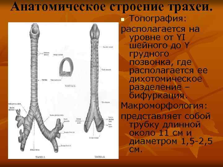 Анатомическое строение трахеи. Топография: располагается на уровне от YI шейного до Y грудного позвонка,