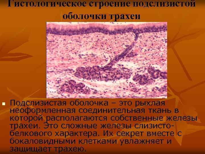 Гистологическое строение подслизистой оболочки трахеи n Подслизистая оболочка – это рыхлая неоформленная соединительная ткань