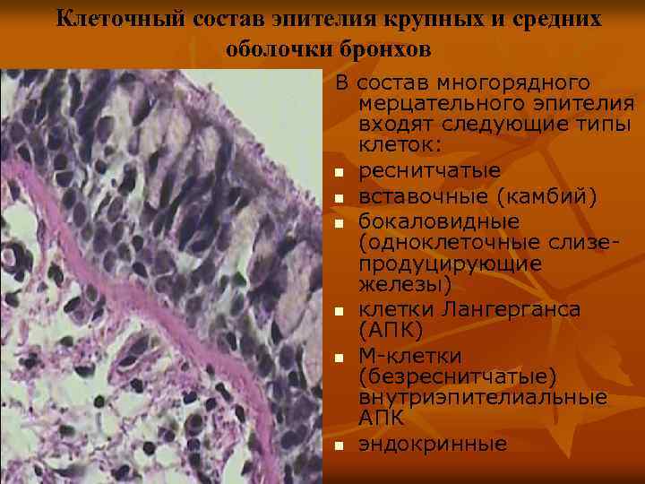 Клеточный состав эпителия крупных и средних оболочки бронхов В состав многорядного мерцательного эпителия входят