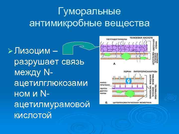 Гуморальные антимикробные вещества Ø Лизоцим – разрушает связь между Nацетилглюкозами ном и Nацетилмурамовой кислотой