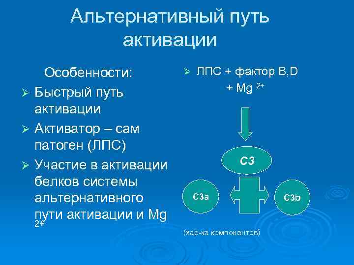 Альтернативный путь активации Особенности: Ø Быстрый путь активации Ø Активатор – сам патоген (ЛПС)
