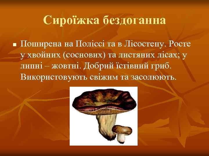 Сироїжка бездоганна n Поширена на Поліссі та в Лісостепу. Росте у хвойних (соснових) та