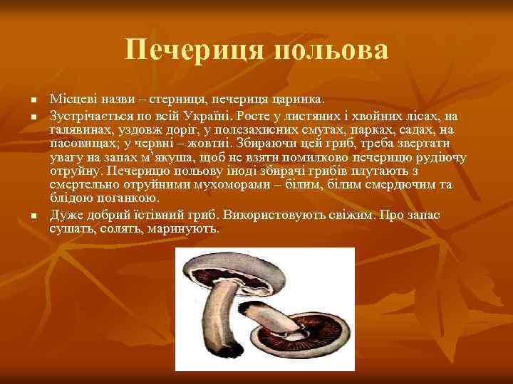Печериця польова n n n Місцеві назви – стерниця, печериця царинка. Зустрічається по всій