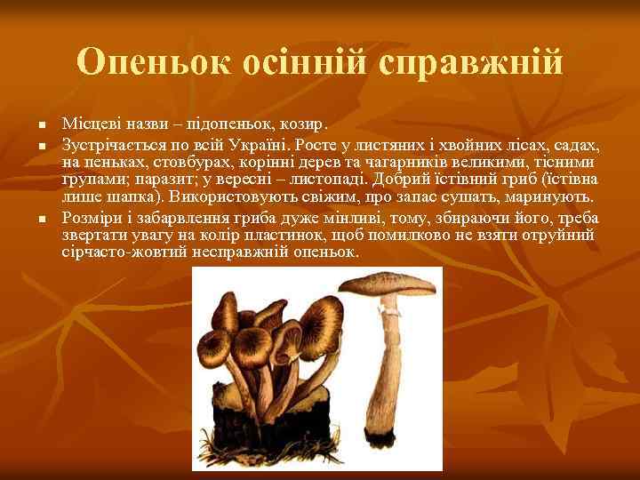 Опеньок осінній справжній n n n Місцеві назви – підопеньок, козир. Зустрічається по всій