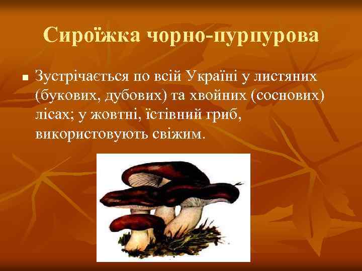 Сироїжка чорно-пурпурова n Зустрічається по всій Україні у листяних (букових, дубових) та хвойних (соснових)