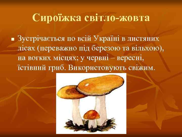 Сироїжка світло-жовта n Зустрічається по всій Україні в листяних лісах (переважно під березою та