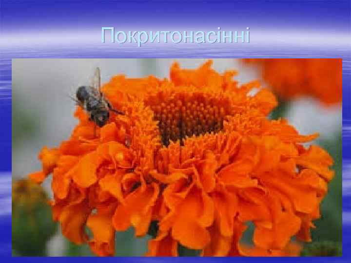 Покритонасінні 