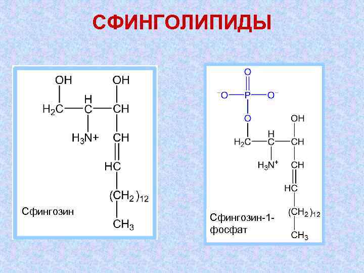 СФИНГОЛИПИДЫ Сфингозин-1 фосфат 