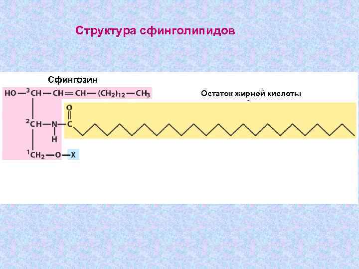 Структура сфинголипидов Сфингозин Остаток жирной кислоты 