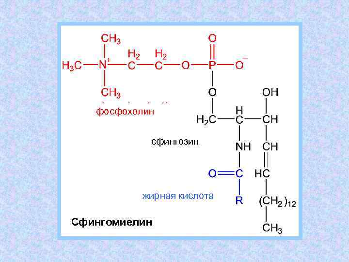 фосфохолин сфингозин жирная кислота Сфингомиелин 