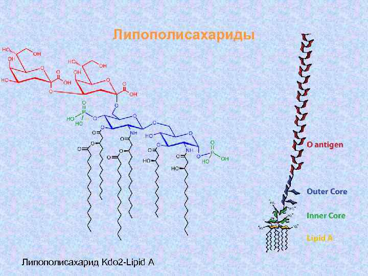 Липополисахариды Липополисахарид Kdo 2 -Lipid A 