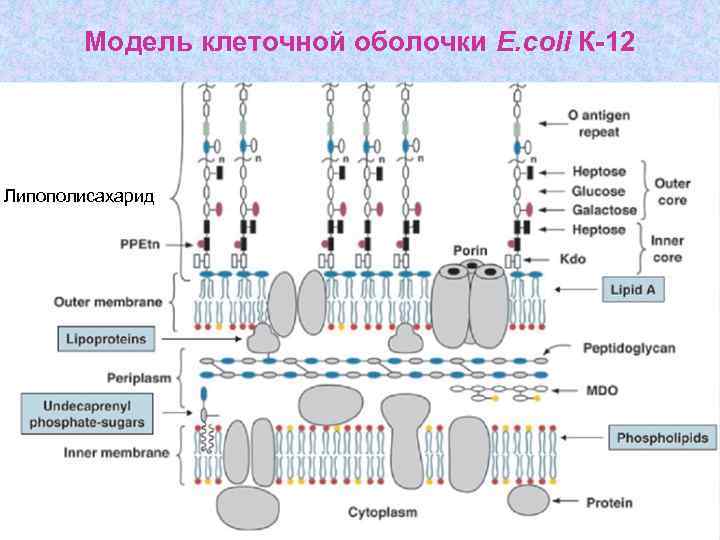 Модель клеточной оболочки E. coli К-12 Липополисахарид 