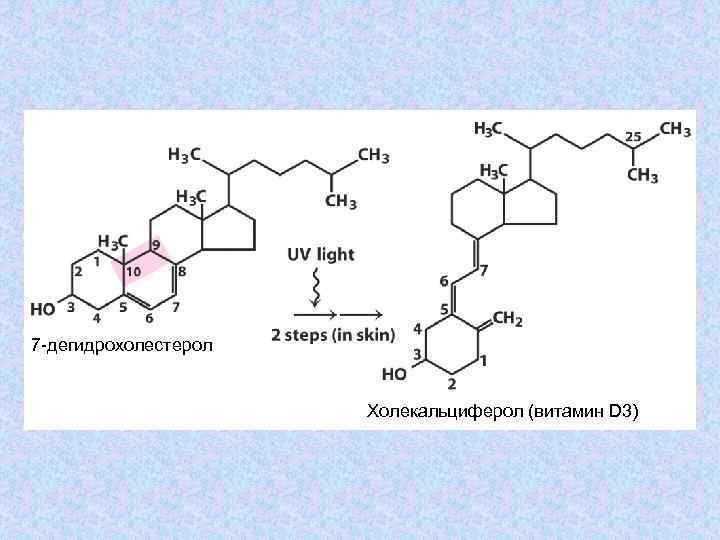 7 -дегидрохолестерол Холекальциферол (витамин D 3) 