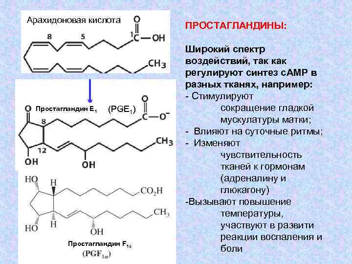 Арахидоновая кислота Простагландин Е 1 E 1 (PGE 1) Prostaglandin Простагландин F 1α ПРОСТАГЛАНДИНЫ: