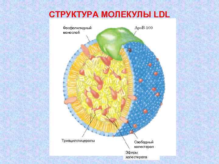 СТРУКТУРА МОЛЕКУЛЫ LDL Фосфолипидный монослой Триацилглицеролы Свободный холестерол Эфиры холестерола 