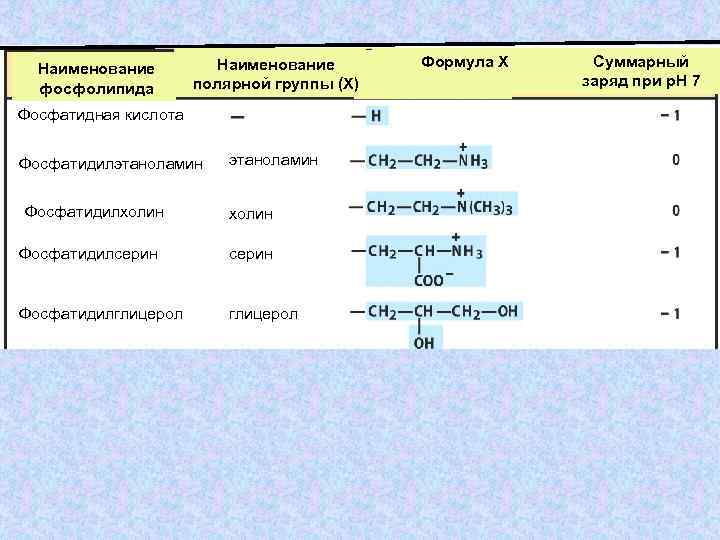 Наименование фосфолипида Наименование полярной группы (Х) Фосфатидная кислота Фосфатидилэтаноламин Фосфатидилхолин этаноламин холин Фосфатидилсерин Фосфатидилглицерол