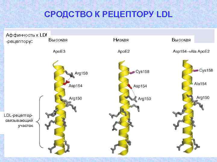 СРОДСТВО К РЕЦЕПТОРУ LDL Аффинность к LDL Высокая -рецептору: LDL-рецепторcвязывающий участок Низкая Высокая 