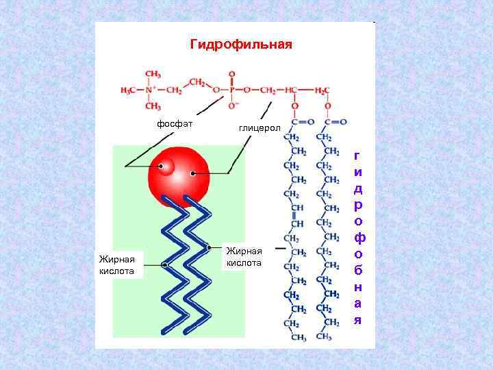 Гидрофильная фосфат Жирная кислота глицерол Жирная кислота г и д р о ф о