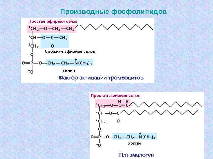 Производные фосфолипидов Простая эфирная связь Сложная эфирная связь холин Фактор активации тромбоцитов Простая эфирная