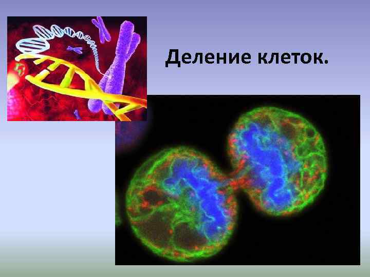 Деление клеток. 