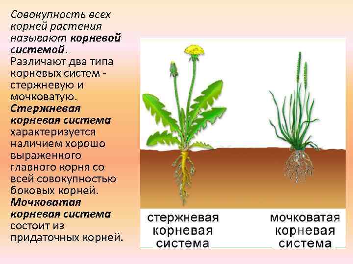 Совокупность всех корней растения называют корневой системой. Различают два типа корневых систем - стержневую