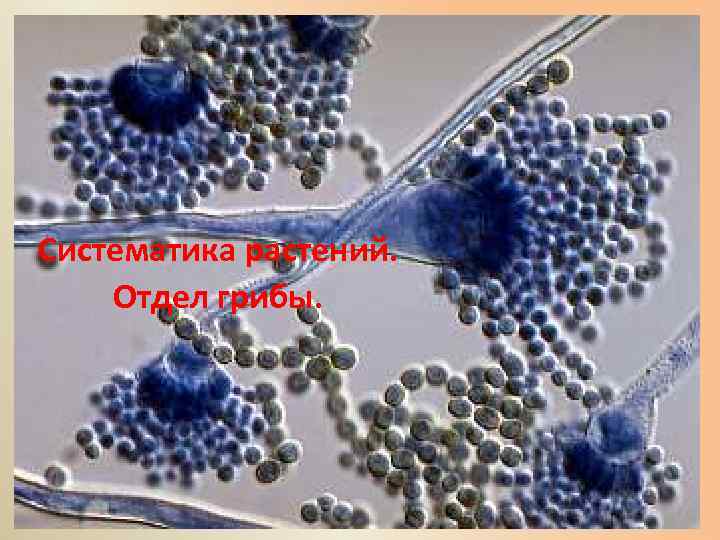 Систематика растений. Отдел грибы. 