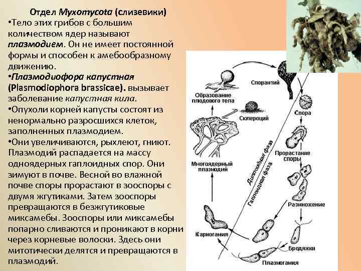 Грибы в организме