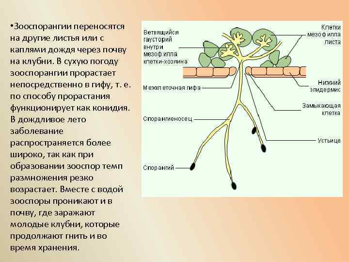  • Зооспорангии переносятся на другие листья или с каплями дождя через почву на