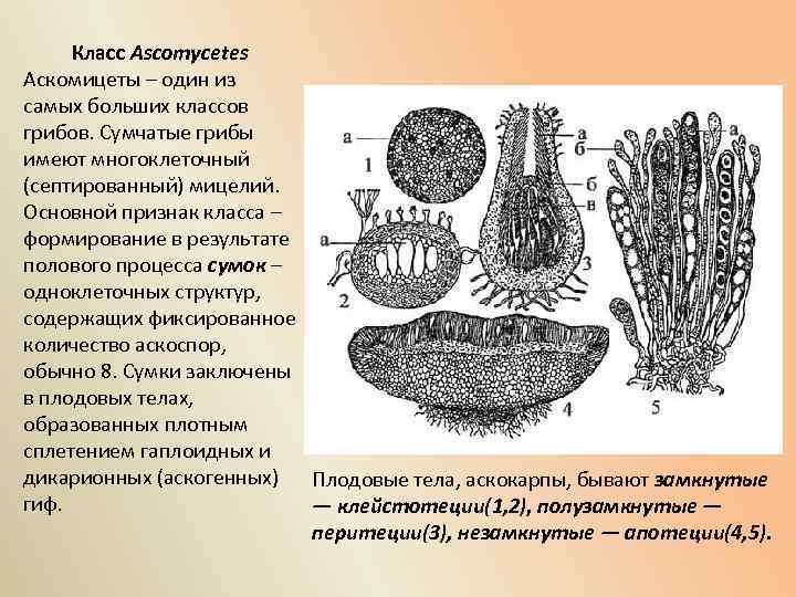 Спорынья многоклеточный или одноклеточный