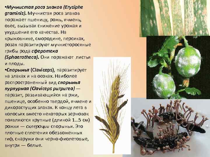  • Мучнистая роса злаков (Erysiphe graminis). Мучнистая роса злаков поражает пшеницу, рожь, ячмень,