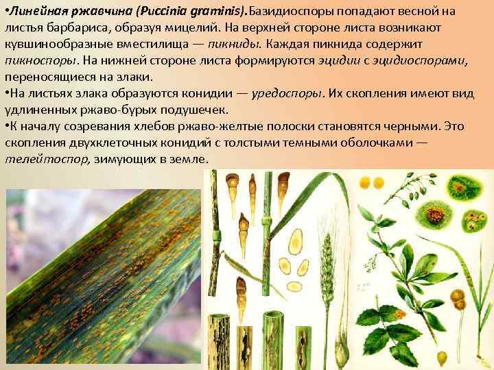 • Линейная ржавчина (Puccinia graminis). Базидиоспоры попадают весной на листья барбариса, образуя мицелий.