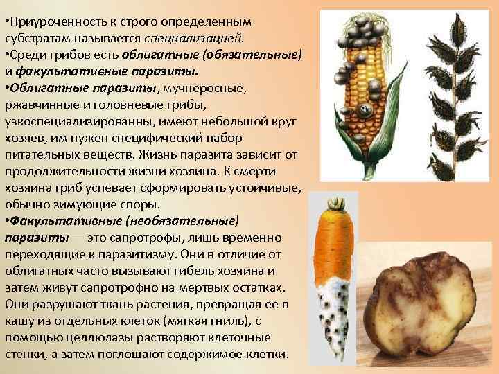  • Приуроченность к строго определенным субстратам называется специализацией. • Среди грибов есть облигатные