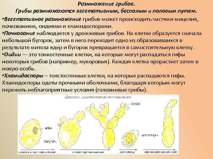 Какие грибы размножаются почкованием