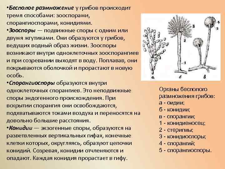 Бесполое размножение спорами. Бесполовое размнодение гриба. Спорангиоспоры и конидии. Типы бесполого спороношения у грибов. Споры бесполого размножения грибов.