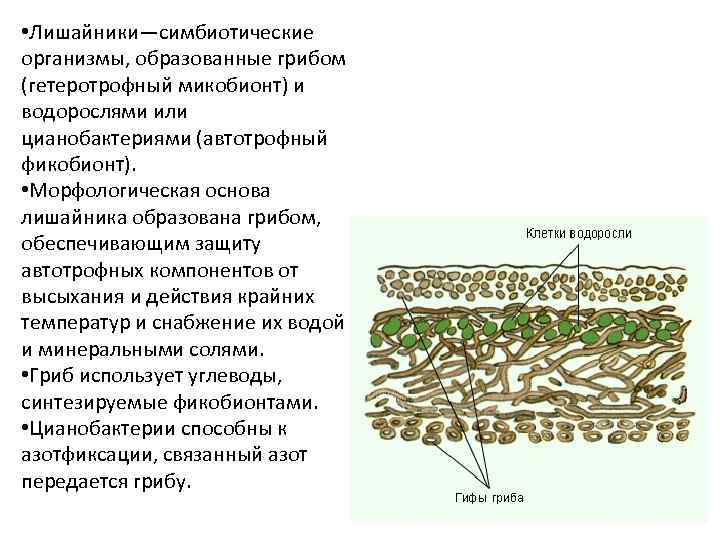 Строение лишайника микобионт. Строение лишайника ЕГЭ. Клеточная структура лишайника. Лишайники симбиотические организмы. Чем образованы лишайники