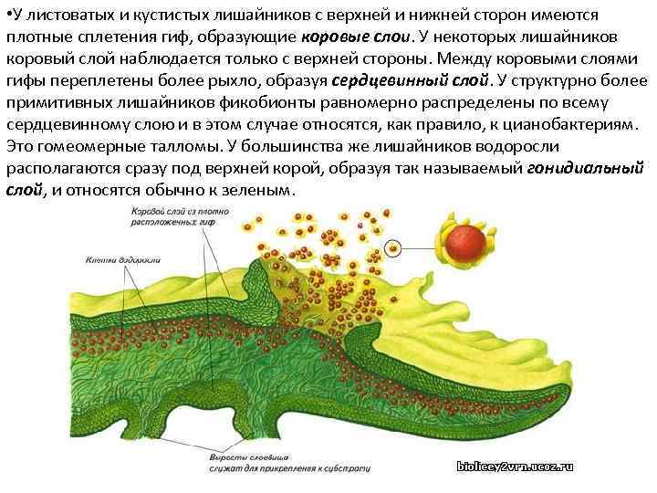  • У листоватых и кустистых лишайников с верхней и нижней сторон имеются плотные
