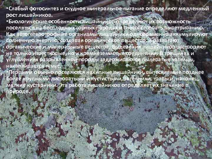  • Слабый фотосинтез и скудное минеральное питание определяют медленный рост лишайников. • Биологические