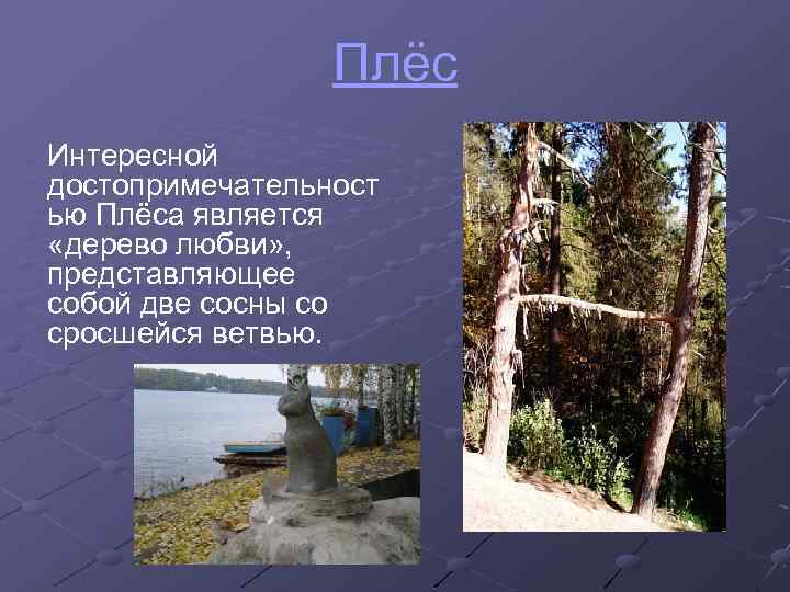 Плёс Интересной достопримечательност ью Плёса является «дерево любви» , представляющее собой две сосны со