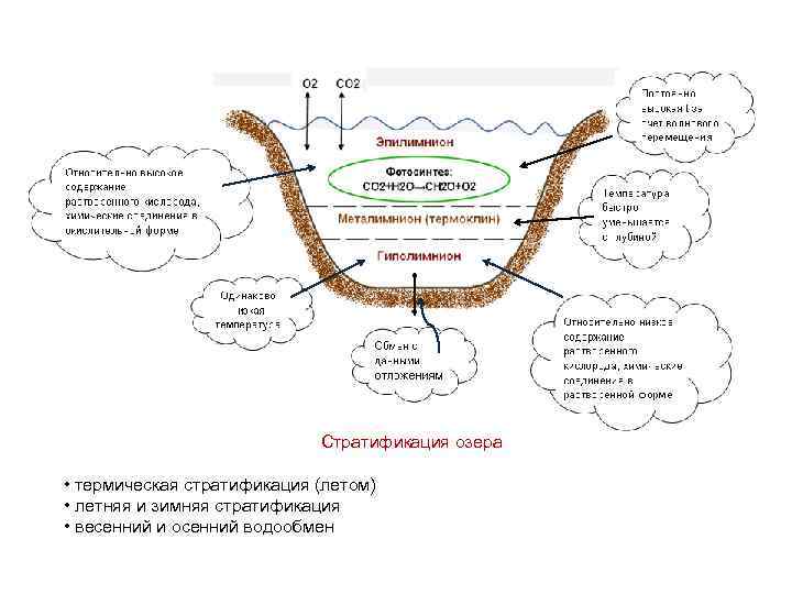 Стратификация озера • термическая стратификация (летом) • летняя и зимняя стратификация • весенний и