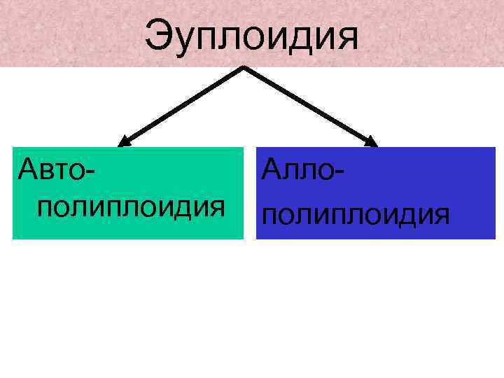Эуплоидия Автополиплоидия Аллополиплоидия 