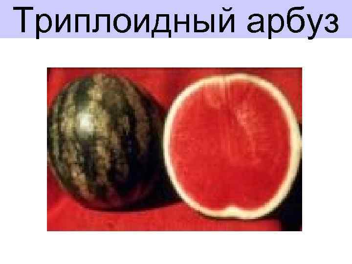 Триплоидный арбуз 
