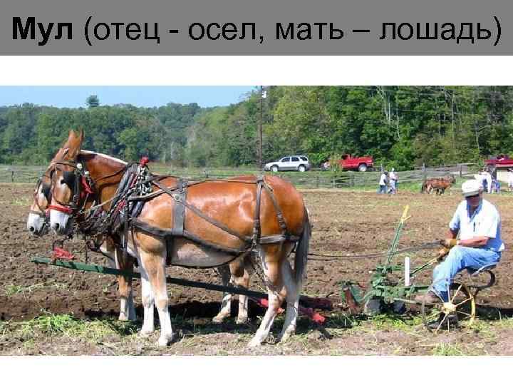 Мул (отец - осел, мать – лошадь) 
