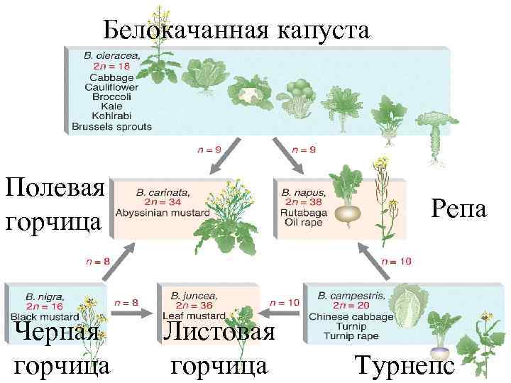 Белокачанная капуста Полевая горчица Черная горчица Репа Листовая горчица Турнепс 