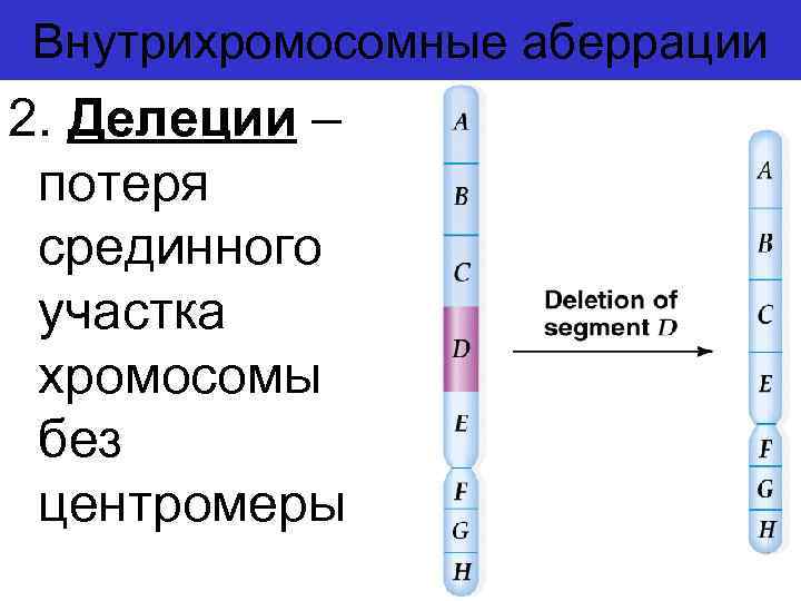 Внутрихромосомные аберрации 2. Делеции – потеря срединного участка хромосомы без центромеры 