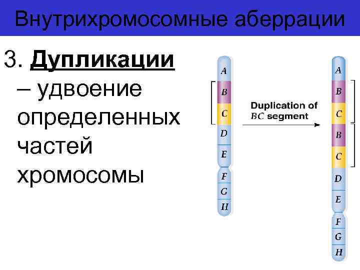 Внутрихромосомные аберрации 3. Дупликации – удвоение определенных частей хромосомы 