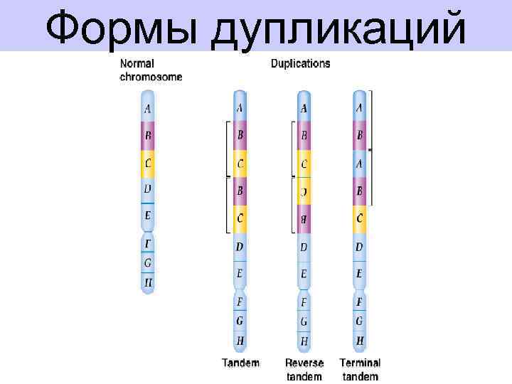 Формы дупликаций 