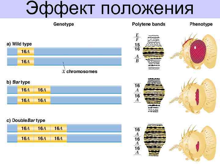 Эффект положения генов